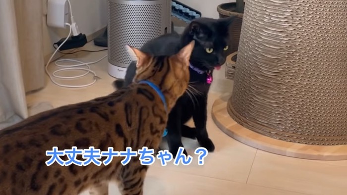 後ろ姿のベンガルと座る黒猫