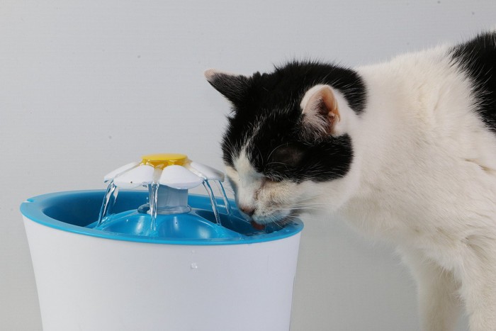 水を飲む猫