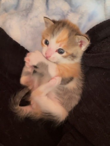仰向けの子猫