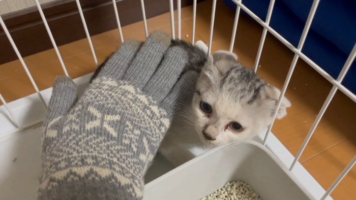 なでられる猫