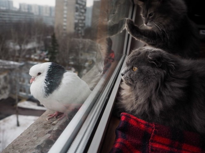 鳩を見る猫達