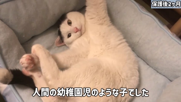 仰向けになる猫