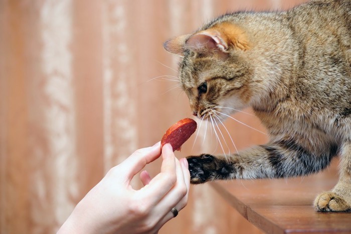 手から食べる猫