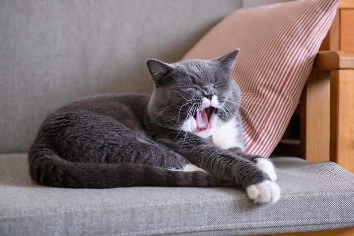 ソファであくびをする猫