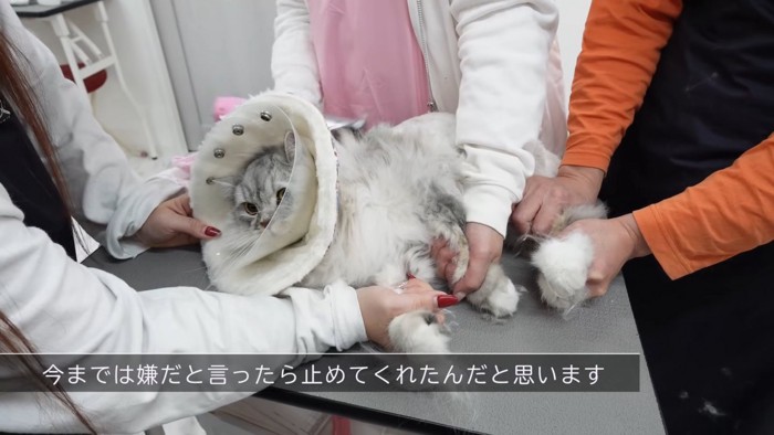 足を持って保定される猫