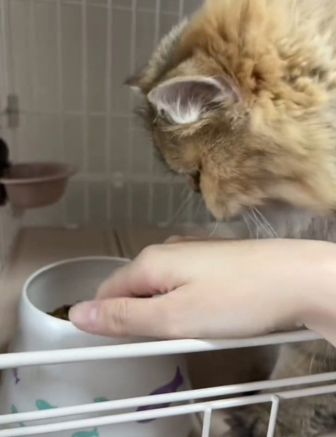 ご飯を見る猫