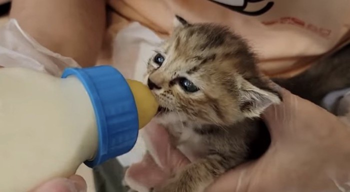 ミルクを飲む子猫