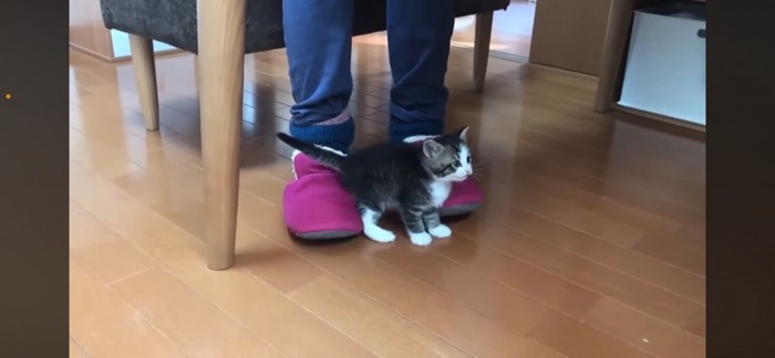 1匹の子猫