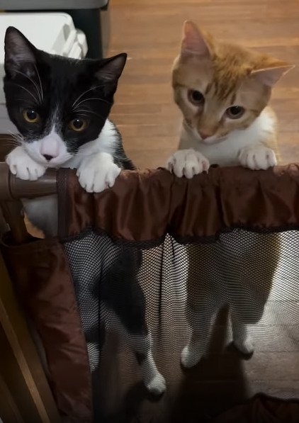 下を見る2匹の猫