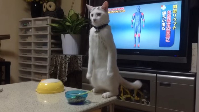 テーブルの上で立つ猫