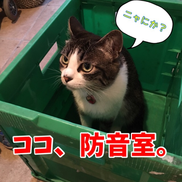 防音と言い張る猫