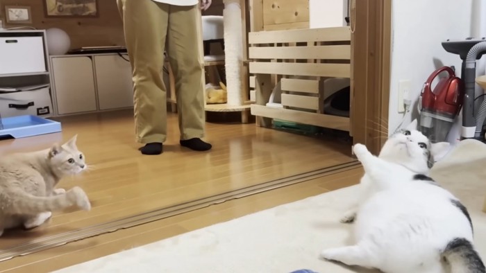 おもちゃから目を離さずに寝転がる猫
