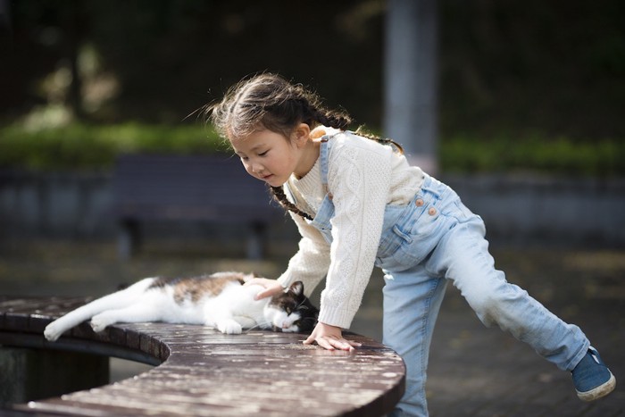 野良猫を撫でる少女