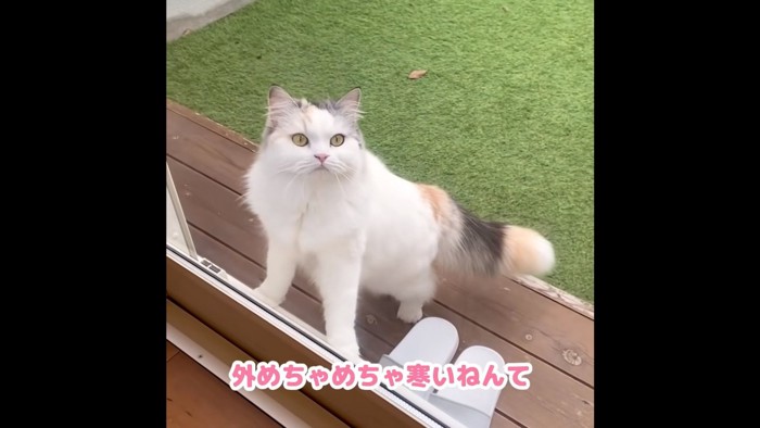 窓の外からこちらを見る猫