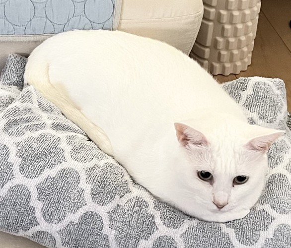 餅のような白猫ちゃん