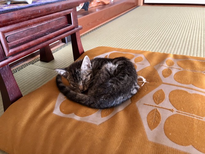 座布団で寝る子猫