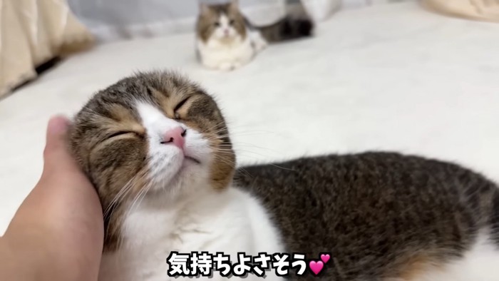 なでられる猫