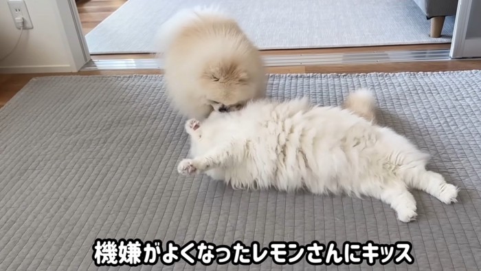 猫にキスする犬