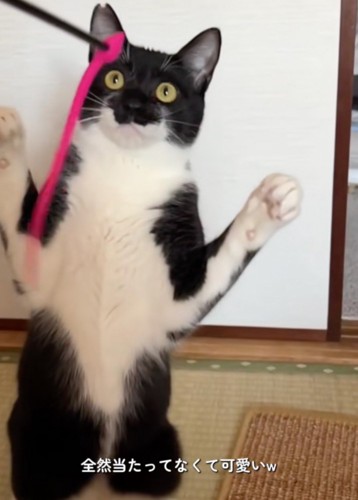狙う猫