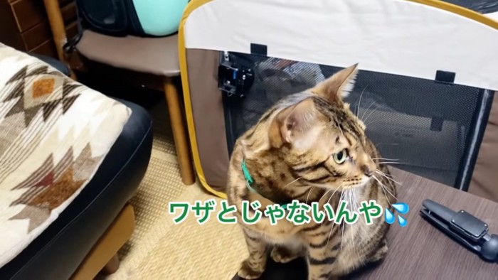 横を向く猫