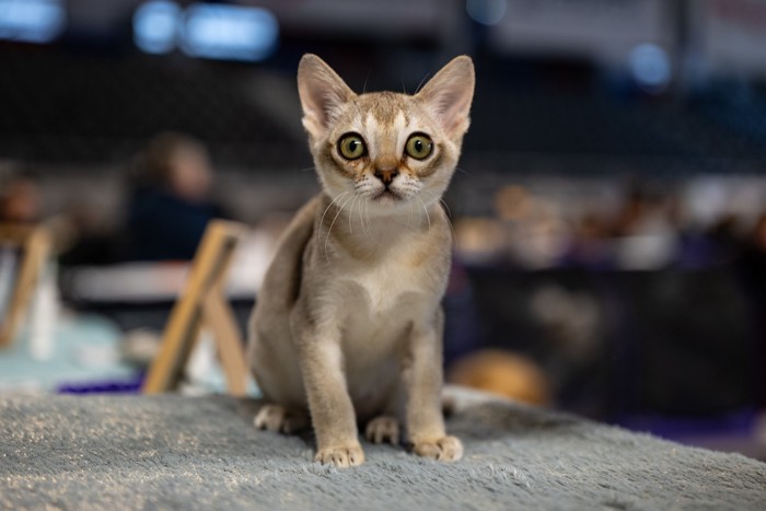 正面を見つめて座るシンガプーラの子猫