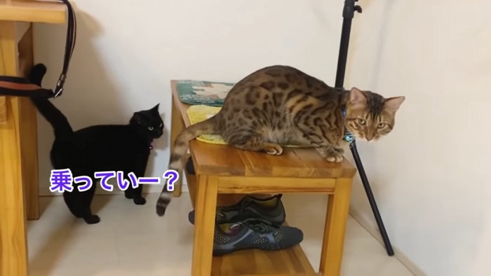 ベンチに座る猫と下にいる黒猫