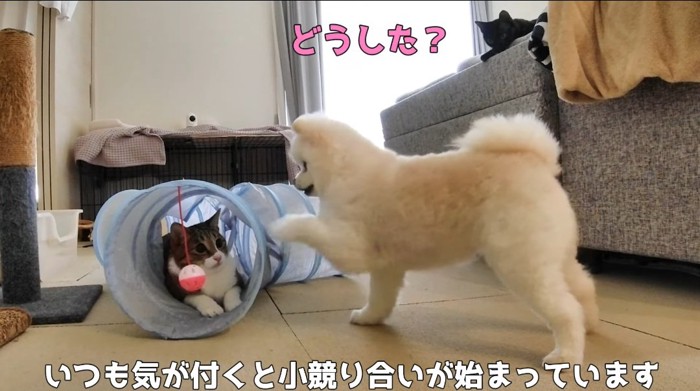 向かい合う猫と犬