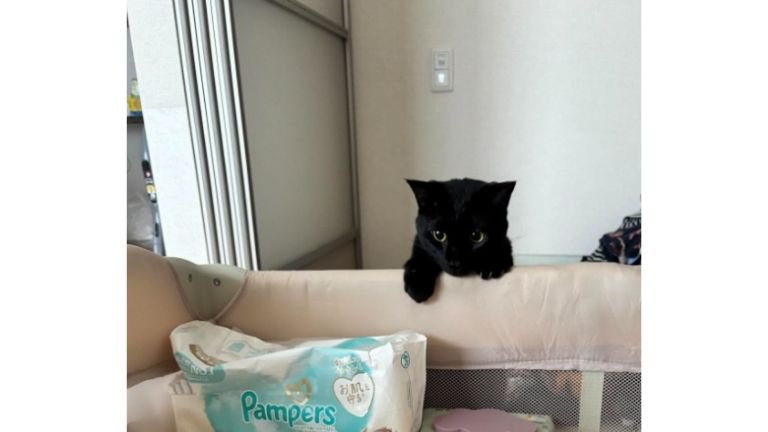 猫とベビーベッド