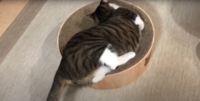 マタタビに体をなすりつける猫