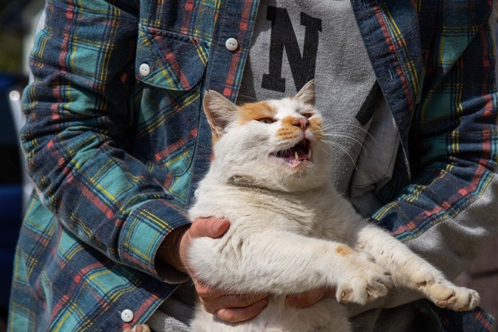 抱っこされて鳴く猫