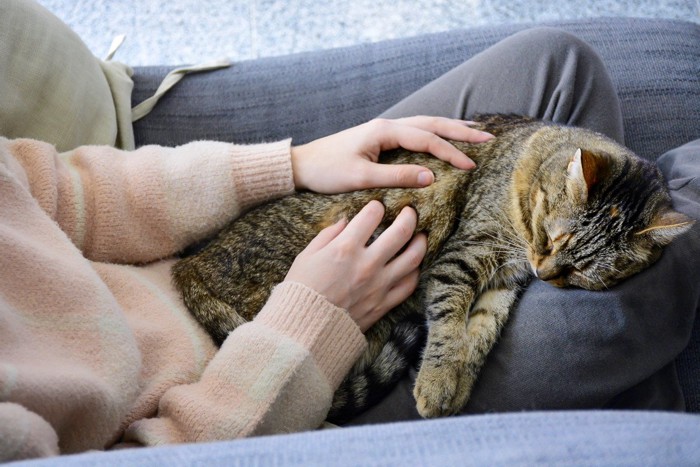 飼い主さんの足の上で寝る猫