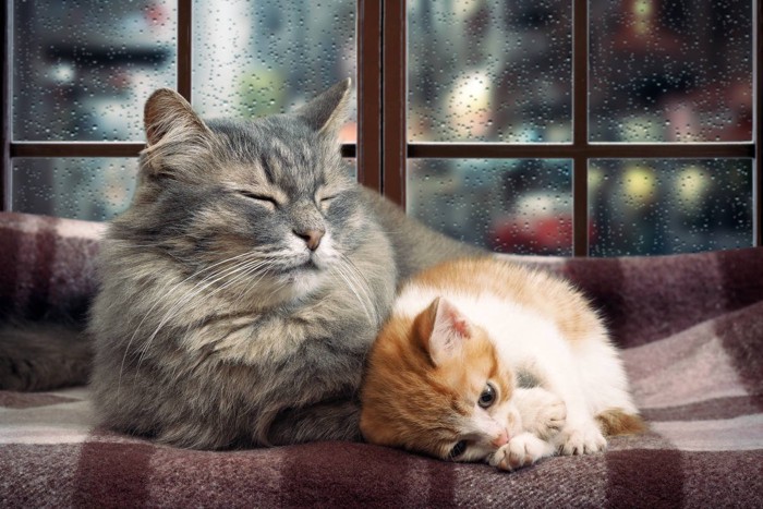 雨の日の窓際でくつろぐ猫たち
