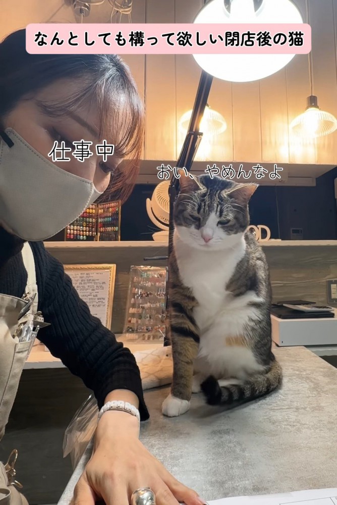 目を細めて座る猫