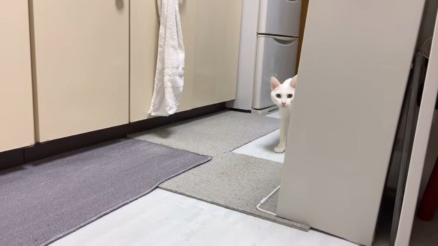 物影から見える猫