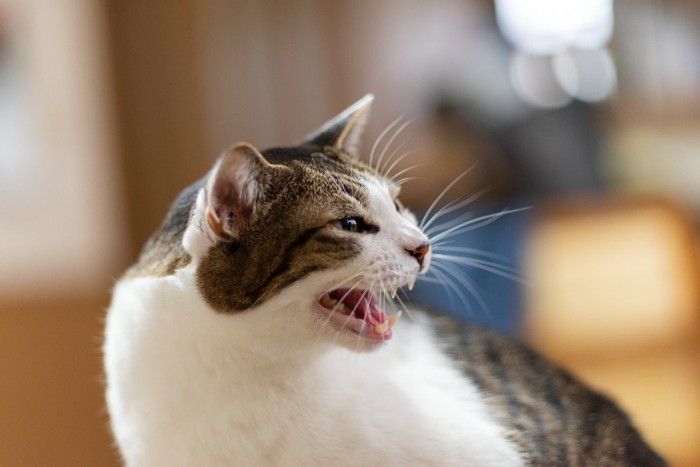 振り返って鳴く猫