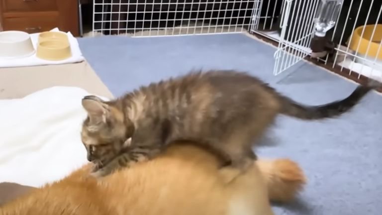 柴犬に乗っている子猫