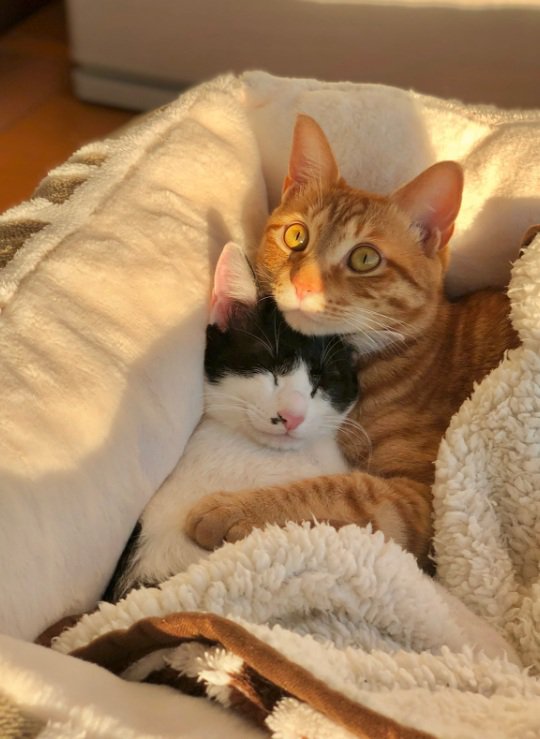 寄り添って寝る猫二匹