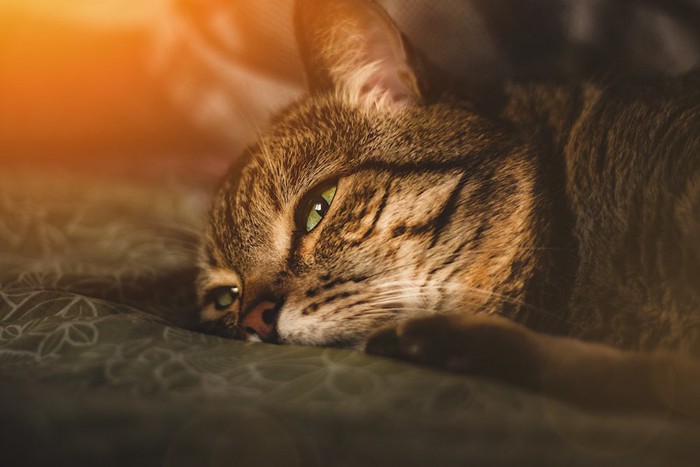 布団の上で横になる猫