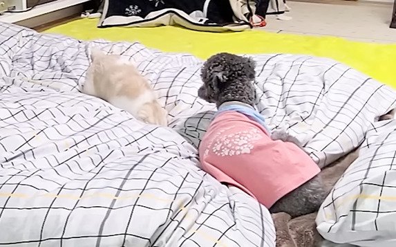 布団に顔を突っ込む子猫
