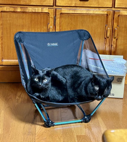 キャンプ用のイスの左右にバランスよく乗る2匹の黒猫