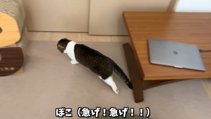 上から見た歩く猫