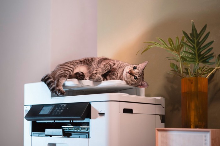 コピー機の上で横たわる猫
