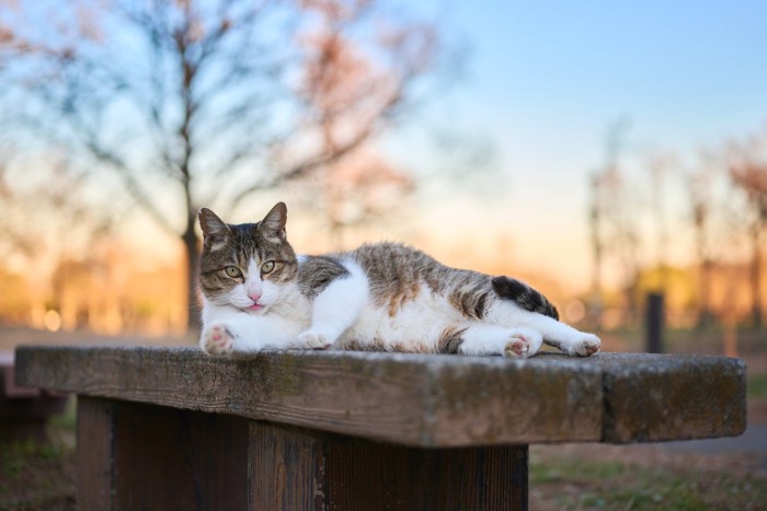 ベンチの上でくつろぐ猫