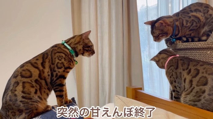 座る緑色の首輪の猫