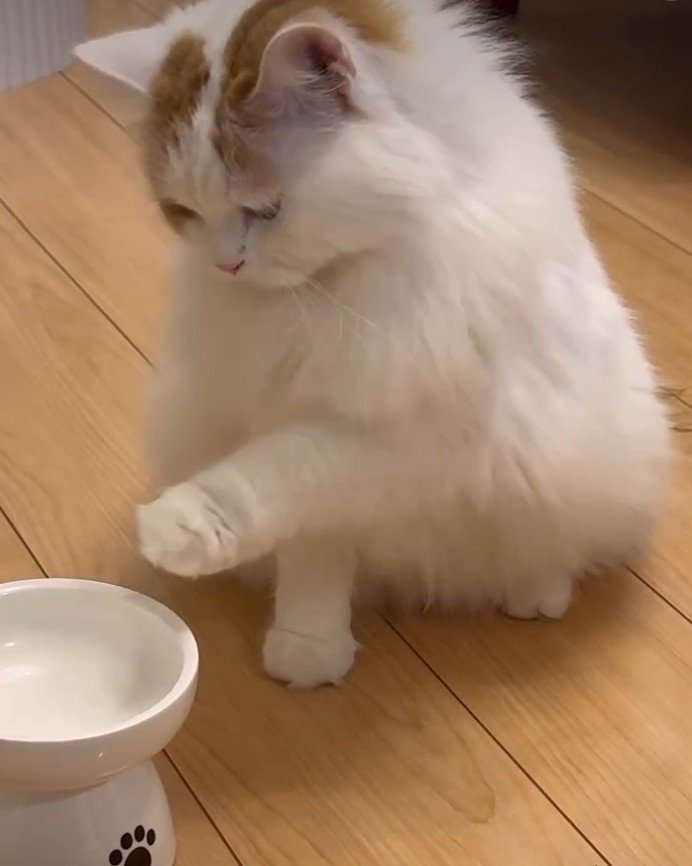 フードボウルに触れる猫