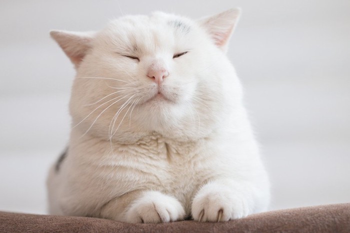 太った猫
