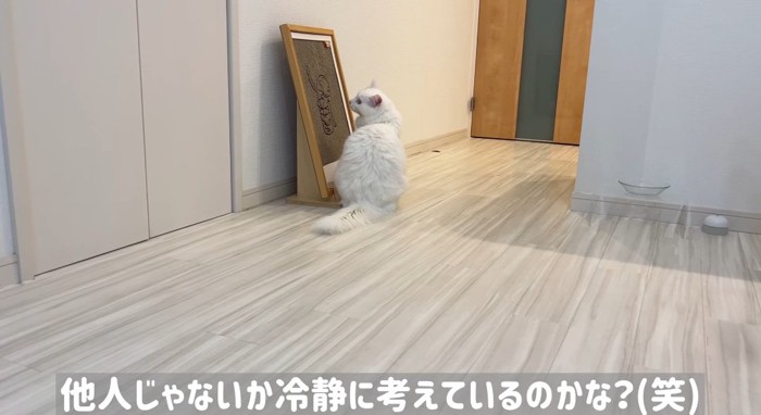 爪とぎの前の猫