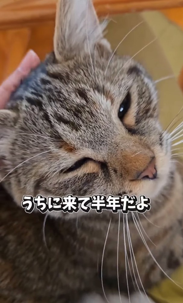 甘える猫