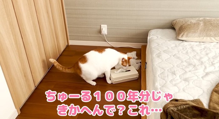 ティッシュでイタズラする猫