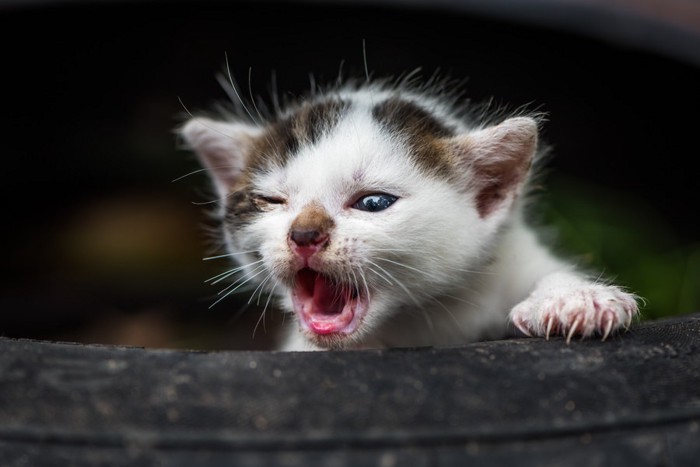 捨てられた子猫